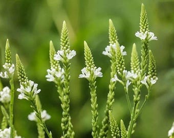 Semillas de verbena blanca – Variedad tradicional no transgénica para plantar en jardines de flores silvestres