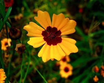 Semillas de Coreopsis basalis Golden Wave (Coreopsis basalis) – Variedad tradicional no transgénica para plantar en jardines de flores silvestres.