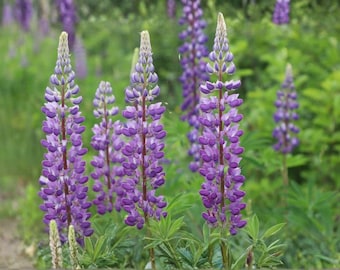 Semillas de lupino de hoja grande – Flor perenne tradicional no transgénica para plantar en el jardín