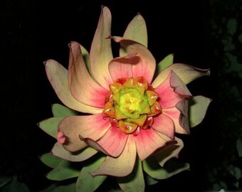 Semillas de Leucadendron tinctum – Flor ornamental tradicional no transgénica para jardines (5 semillas)