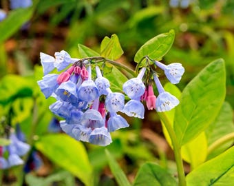 Semillas de Mertensia virginica (campanillas de Virginia) – Variedad tradicional no transgénica de flores silvestres autóctonas de bosque para jardines de sombra.