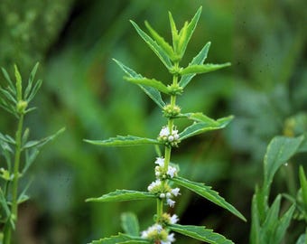Semillas de ajuga americana – Marrubio acuático tradicional no transgénico para jardines autóctonos