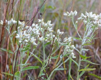 Semillas de Pseudognaphalium obtusifolium (flor de siempreviva dulce) – Flor silvestre tradicional no transgénica para plantar en el jardín y en el hogar.
