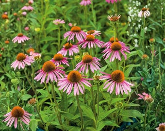 Semillas de equinácea púrpura (Echinacea purpurea) – 100 semillas de flores tradicionales no transgénicas para plantar en el jardín, jardín para polinizadores y macizos de flores domésticos.