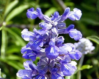 Semillas de salvia azul – Salvia harinosa tradicional para plantar en el jardín, jardín de flores para polinizadores