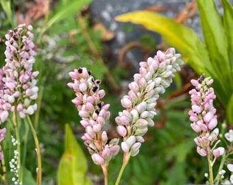 Semillas de Persicaria Pensylvanica (hierba rosa) – Variedad tradicional no transgénica para plantar en jardines de flores silvestres