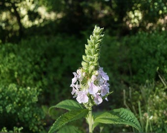 Semillas de germandrina americana: flor perenne nativa, no transgénica y de variedad tradicional, ideal para plantar en el jardín.