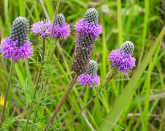 Semillas de trébol púrpura de pradera – Variedad tradicional no transgénica para plantar en jardines de flores silvestres