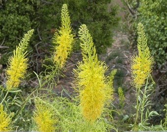 Semillas de Pluma del Príncipe – Stanleya pinnata, variedad tradicional, no transgénica, flor silvestre nativa, tolerante a la sequía.