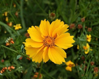 Semillas de Coreopsis lanceolata (Coreopsis lanceolata) – Variedad tradicional no transgénica para plantar en el jardín, flores silvestres y jardines domésticos.