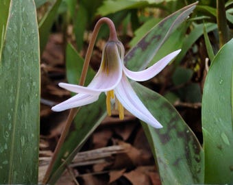 Semillas de lirio trucha blanca – Erythronium albidum, variedad tradicional no transgénica para plantación en jardines forestales