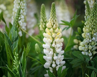 Semillas de lupino Russell White – Flor tradicional no transgénica para jardín rústico