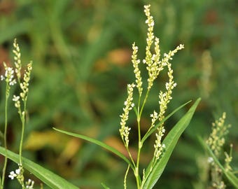 Semillas de Persicaria punctata (hierba de la pasión) – Variedad tradicional no transgénica para plantar en jardines de flores silvestres