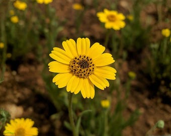Semillas Yellowray Goldfields – Variedades tradicionales de flores silvestres no transgénicas para plantar en el jardín