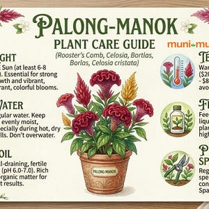 May include: A Palong-Manok plant care guide with illustrations and text. The guide includes information on light, water, soil, temperature, fertilizer, pruning, and spacing. The image features a potted plant with red and yellow blooms.