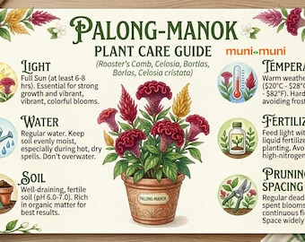 Live Palong-Manok Plant | Celosia Cristata Cockscomb | Velvety Red Rooster’s Comb | Tiny Starter Nursery Pot