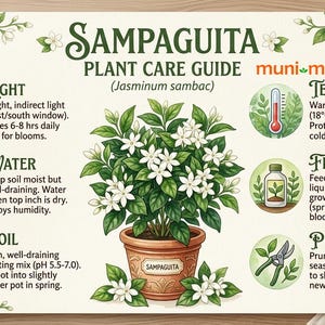 May include: A Sampaguita plant care guide with illustrations and text. The guide includes information on light, water, soil, temperature, fertilizer, and pruning. The plant is in a terracotta pot with white flowers.