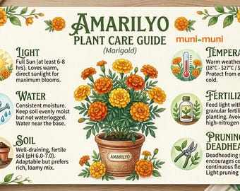 Live Amarilyo Marigold Plant | Bright Orange & Yellow Blooms | Starter Nursery Pot | Natural Pest Deterrent