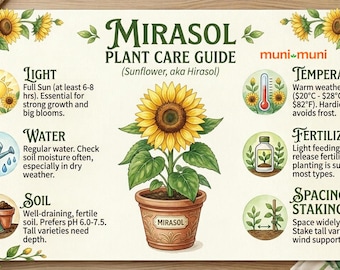 Live Brown-Eyed Mirasol Sunflower | Classic Golden Sun Follower | Helianthus Starter Pot | Tiny Nursery Pot