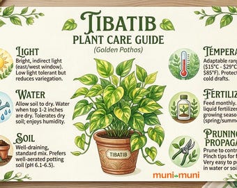 Live Tibatib Plant | Traditional Tagalog Dragon Tail Vine | Epipremnum Pinnatum Starter Pot | Tiny Nursery Pot