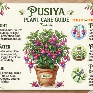 May include: Plant care guide for a Fuchsia plant, labeled "Pusiya." The guide includes information on light, water, soil, temperature, fertilizer, and pruning. The image features a potted Fuchsia plant with pink and purple flowers.
