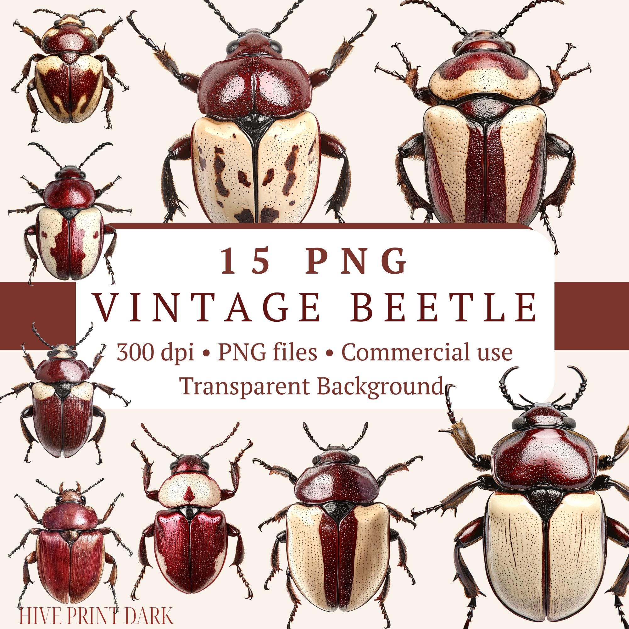 Vintage Beetle PNG Clipart Bundle 15 Files | Dark Academia Entomology ...