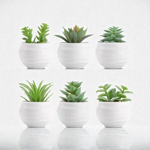 Può includere: Sei piccole piante grasse in vasi di ceramica bianca. Le piante hanno varie tonalità di foglie verdi e sono disposte in due file da tre. I vasi hanno una forma arrotondata con un design a strisce orizzontali strutturate.