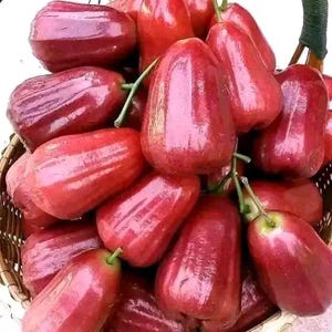 May include: A wicker basket filled with glossy, deep red rose apples. The fruits are clustered together, displaying their bell-like shape. Green stems and leaves provide a contrast to the red. The basket is made of woven material and is full of the fruit.