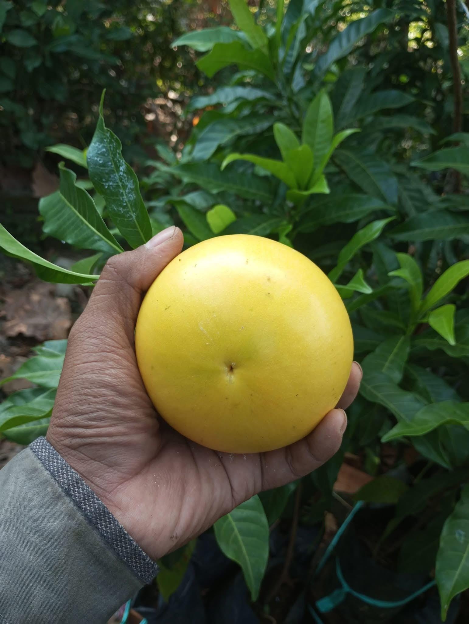 Abiu fruit - Etsy 日本