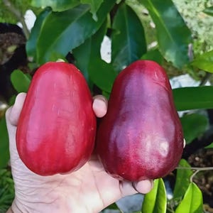 May include: Two vibrant red rose apples, held in a hand, showcasing their smooth, glossy skin. The fruits are pear-shaped, with a deep red hue. Green leaves provide a natural backdrop, highlighting the apples' color and texture.