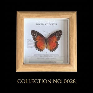 Pu&ograve; includere: Un esemplare di farfalla incorniciato con ali arancioni e nere, su sfondo bianco. La cornice in legno circonda la farfalla e il testo "LIFE IS A WILDERNESS". La parte inferiore della cornice recita "COLLECTION NO. 0028".
