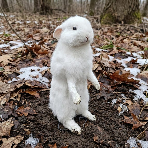 Real White Rabbit Taxidermy | Upright Bipedal Specimen | Macabre