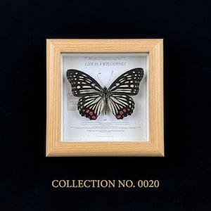 Pu&ograve; includere: Un esemplare di farfalla incorniciato con ali a motivi bianchi e neri e macchie rosse. La farfalla &egrave; esposta in una cornice di legno chiaro con la scritta "LIFE IS A WILDERNESS" sopra. La parte inferiore della cornice recita "COLLECTION NO. 0020".