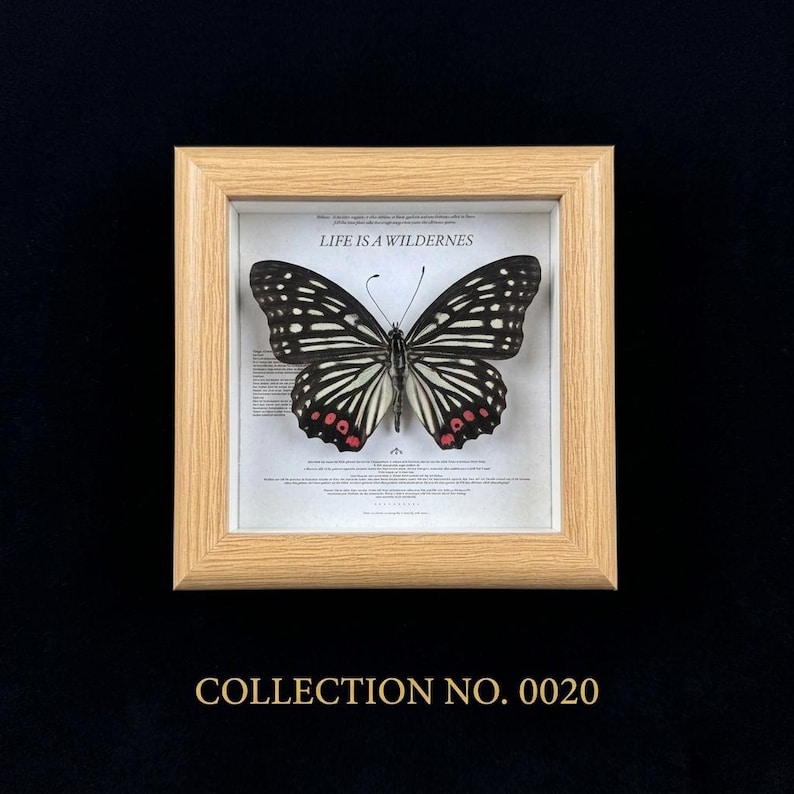 Pu&ograve; includere: Un esemplare di farfalla incorniciato con ali a motivi bianchi e neri e macchie rosse. La farfalla &egrave; esposta in una cornice di legno chiaro con la scritta "LIFE IS A WILDERNESS" sopra. La parte inferiore della cornice recita "COLLECTION NO. 0020".