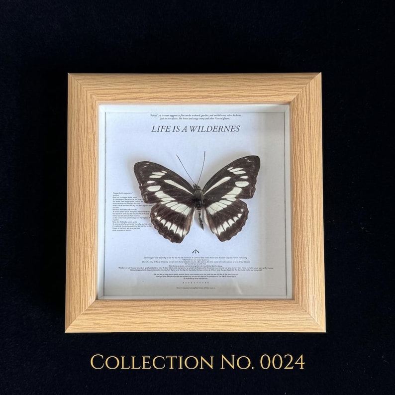 Pu&ograve; includere: Un esemplare di farfalla incorniciato con una cornice in legno chiaro. La farfalla ha ali a motivi bianchi e neri ed &egrave; centrata su uno sfondo bianco con la scritta "LIFE IS A WILDERNESS". La parte inferiore della cornice recita "COLLECTION NO. 0024".