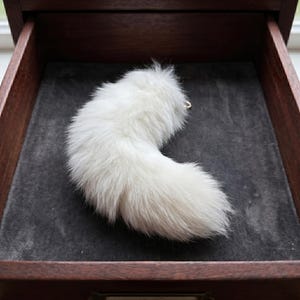 Può includere: Una soffice coda di volpe bianca con una piccola chiusura color oro. La coda è arricciata e poggia su una superficie grigio scuro e vellutata all'interno di un cassetto di legno. La pelliccia è morbida e folta.