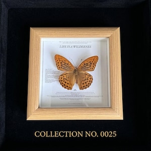 Pu&ograve; includere: Un esemplare di farfalla incorniciato con ali arancioni e marroni, esposto su sfondo bianco con la scritta "LIFE IS A WILDERNESS". La cornice in legno &egrave; posta su uno sfondo nero, con "COLLECTION NO. 0025" in lettere dorate.