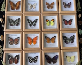 Marco para ejemplares de mariposa auténtica / Decoración de madera para exhibición, Arte de historia natural