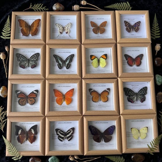 Genuine Butterfly Specimen Frame | Wooden Display Decor, Natural History Art