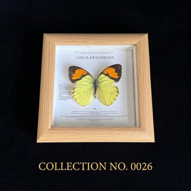 Pu&ograve; includere: Un esemplare di farfalla incorniciato con ali gialle e arancioni. La farfalla &egrave; centrata su uno sfondo bianco con il testo "LIFE IS A WILDERNESS". La cornice &egrave; in legno chiaro e il testo "COLLECTION NO. 0026" &egrave; in basso.