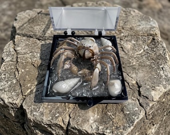 Marine Specimen Diorama | Miniature Ocean Art | Curiosity Cabinet Display