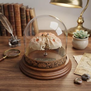 Op de afbeelding: Een krabbenexemplaar tentoongesteld onder een glazen koepel op een houten voet. De krab is lichtbeige met oranje vlekken. De basis heeft een decoratieve rand en een klein plaatje. Een vergrootglas, inktpot en boeken staan op de achtergrond.