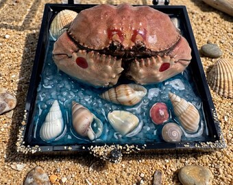 Marine Specimen Diorama | Miniature Ocean Art | Curiosity Cabinet Display