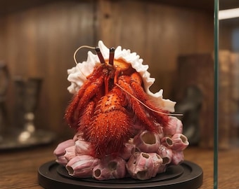Hermit Crab Diorama | Glass Dome Ocean Art | Curiosity Cabinet