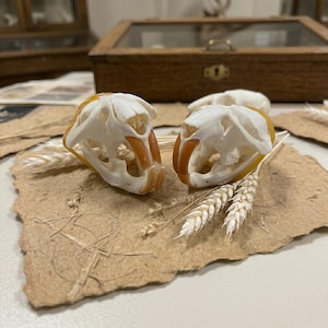 Può includere: Due teschi di roditori con prominenti incisivi arancioni poggiano su carta marrone strutturata, accentuati da spighe di grano. I teschi sono bianchi con riflessi giallo-arancio. Sullo sfondo c'è una vetrina di legno.