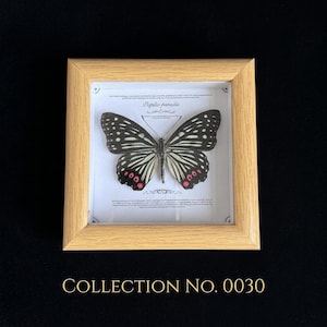 Pu&ograve; includere: Un esemplare di farfalla incorniciato, Papilio paradis, con ali nere e bianche e segni rossi. La farfalla &egrave; esposta in una cornice di legno chiaro con la scritta "COLLECTION NO. 0030" in lettere dorate.