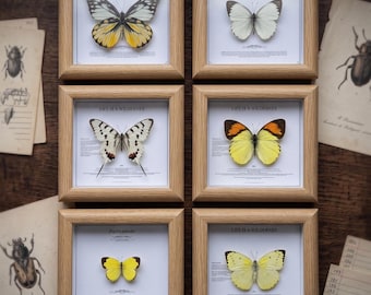 Real butterfly specimen frame | Light Wing Lucky Blind Box | Holiday gifts butterfly