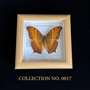 Pu&ograve; includere: Un esemplare di farfalla incorniciato con una cornice in legno chiaro. La farfalla ha ali arancioni e marroni ed &egrave; esposta su uno sfondo bianco con il testo "LIFE IS A WILDERNESS". La cornice &egrave; etichettata "COLLECTION NO. 0017".