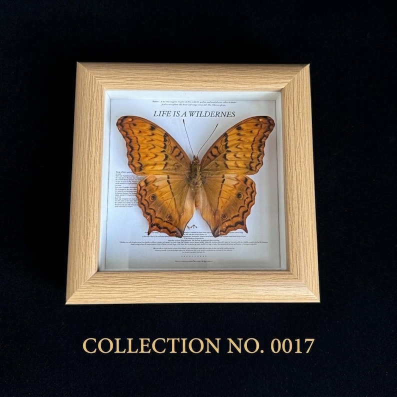Pu&ograve; includere: Un esemplare di farfalla incorniciato con una cornice in legno chiaro. La farfalla ha ali arancioni e marroni ed &egrave; esposta su uno sfondo bianco con il testo "LIFE IS A WILDERNESS". La cornice &egrave; etichettata "COLLECTION NO. 0017".