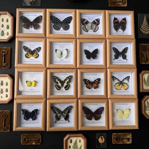 Peut inclure: Collection de spécimens de papillons encadrés dans des cadres en bois. Les papillons aux couleurs et motifs variés sont présentés sur fond blanc. Des clés décoratives et des illustrations d'insectes complètent la composition.